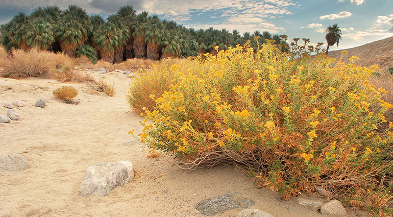 Your Palm Desert Getaway Guide  Vistana™ Signature Experiences